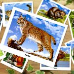 Картинки для детей "Лесные животные"