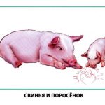 Картинки для детей "Свинья и поросенок"