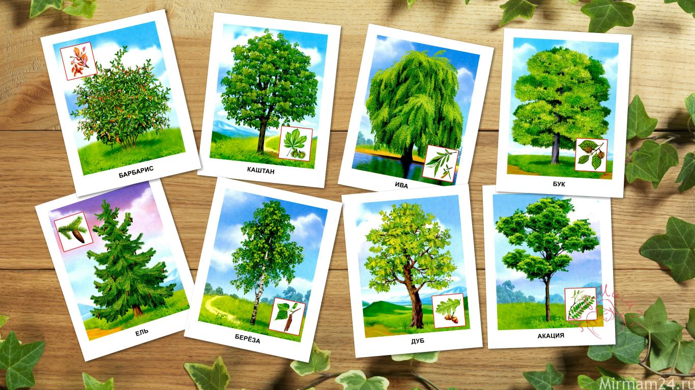 Листья деревьев с названиями в картинках 1 класс